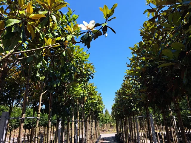 Magnolia Grandiflora (Groenblijvende Tulpenboom / Beverboom)