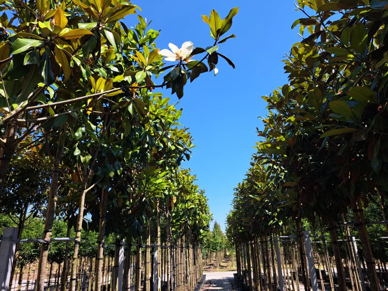 Magnolia Grandiflora (Groenblijvende Tulpenboom / Beverboom)