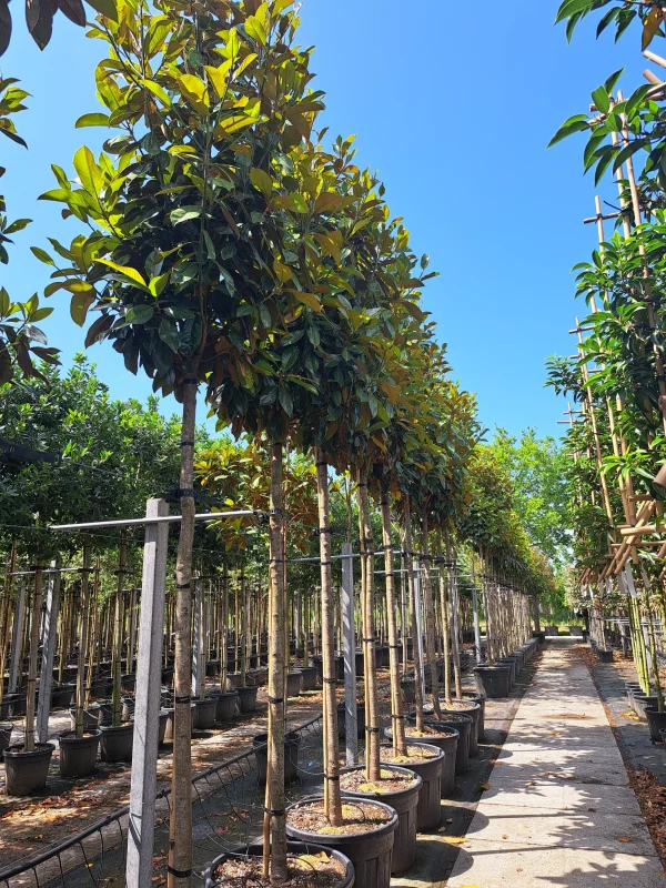 Magnolia Grandiflora (Groenblijvende Tulpenboom / Beverboom)-3