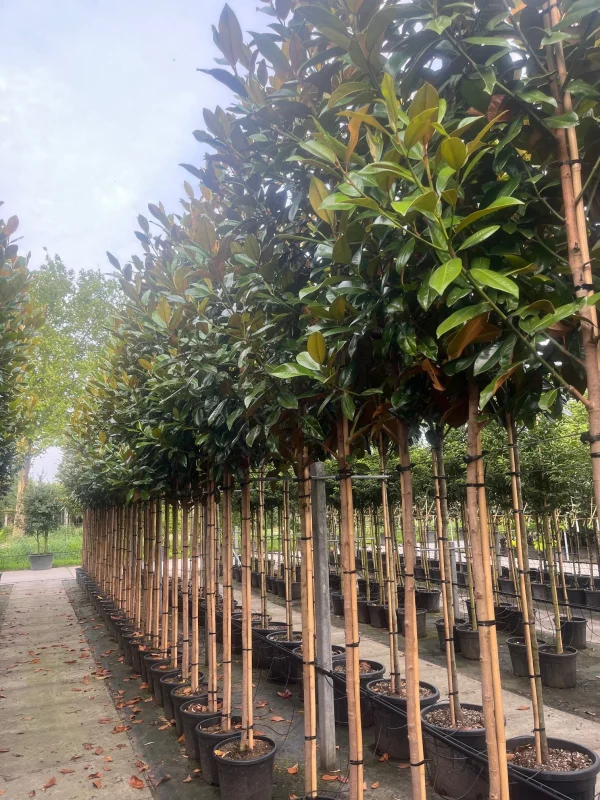 Magnolia Grandiflora (Groenblijvende Tulpenboom / Beverboom)-4