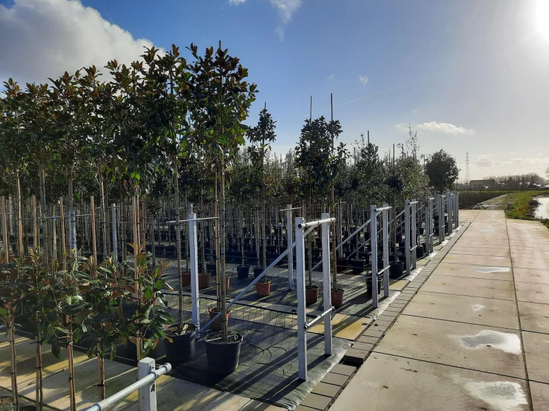 Magnolia Grandiflora (Groenblijvende Tulpenboom / Beverboom)-5