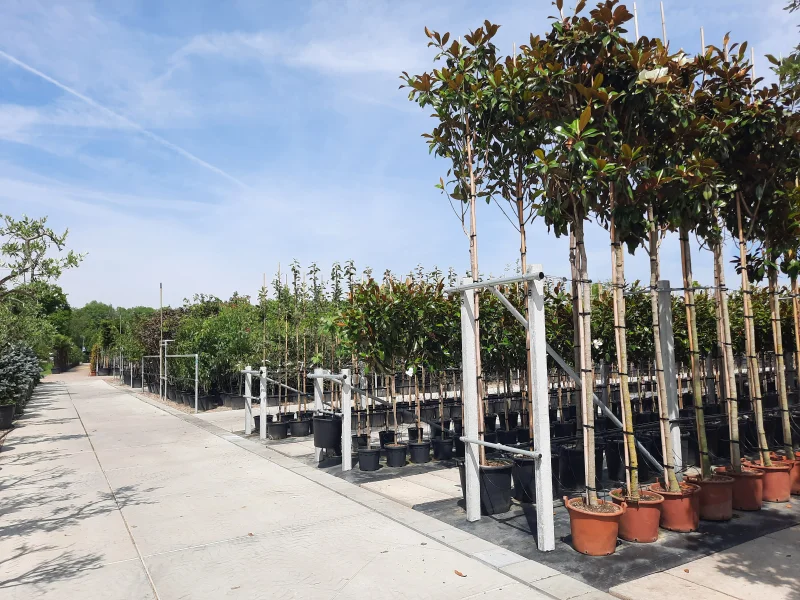 Magnolia Grandiflora (Groenblijvende Tulpenboom / Beverboom)-6