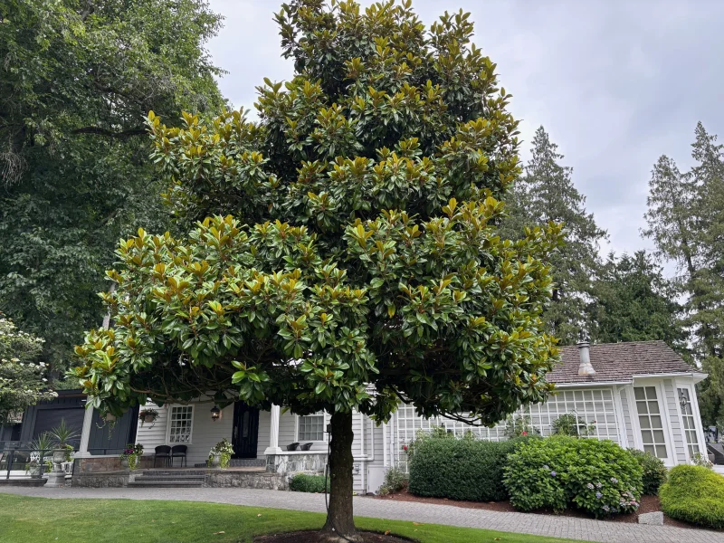 Magnolia Grandiflora (Groenblijvende Tulpenboom / Beverboom)-7