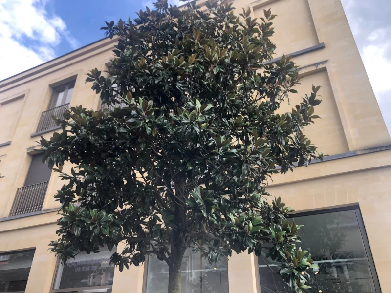 Magnolia Grandiflora (Groenblijvende Tulpenboom / Beverboom)-8