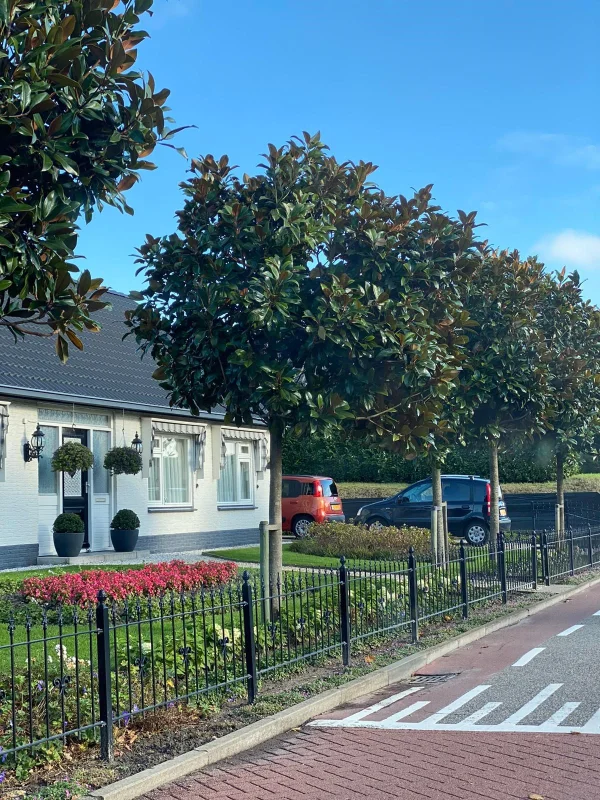 Magnolia Grandiflora (Groenblijvende Tulpenboom / Beverboom)-10