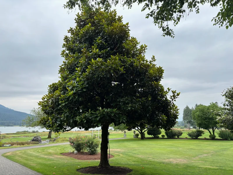 Magnolia Grandiflora (Groenblijvende Tulpenboom / Beverboom)-12