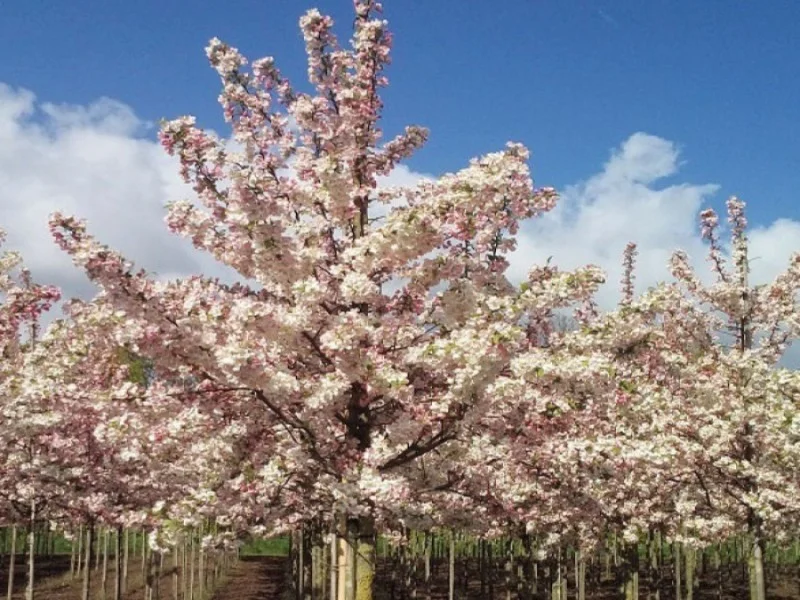 Malus Evereste (Sierappel)-1