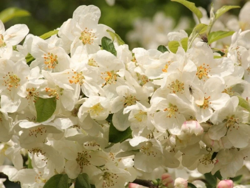 Malus Evereste (Sierappel)-3