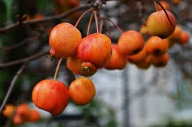 Malus Evereste (Sierappel)-4