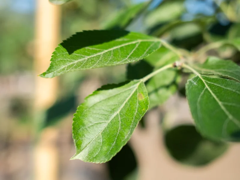 Malus Evereste (Sierappel)-5