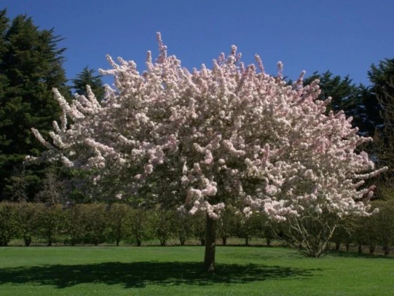 Malus Floribunda (Sierappel)