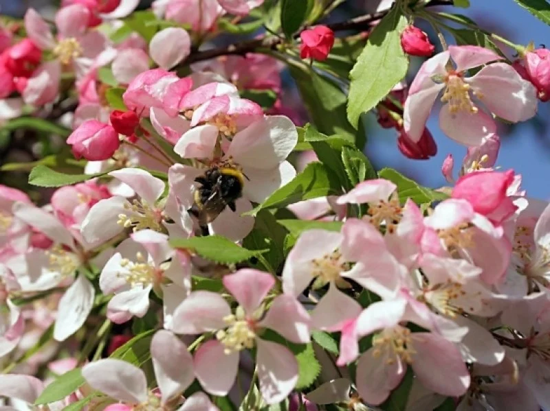 Malus Floribunda (Sierappel)