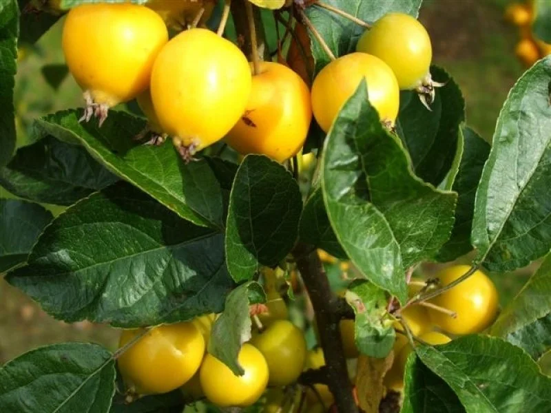 Malus Floribunda (Sierappel)-3