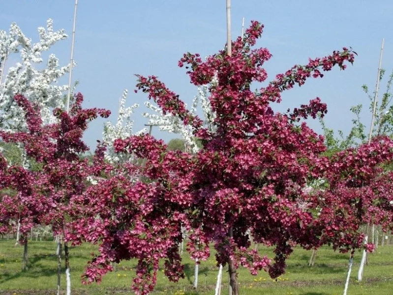 Malus Mokum (Sierappel)