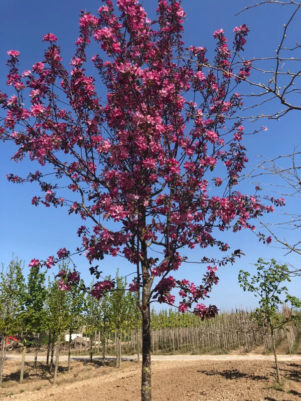 Malus Mokum (Sierappel)