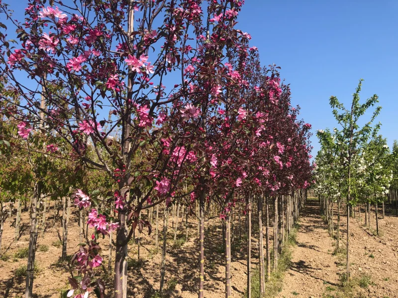 Malus Mokum (Sierappel)-3