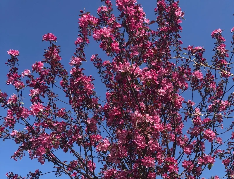 Malus Mokum (Sierappel)-4