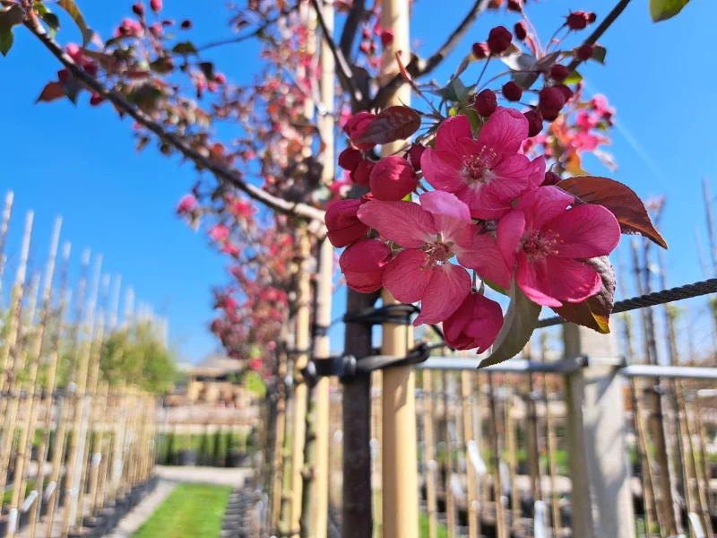 Malus Mokum (Sierappel)-5