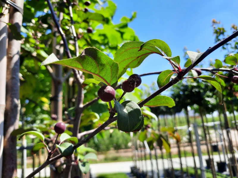 Malus Mokum (Sierappel)-6