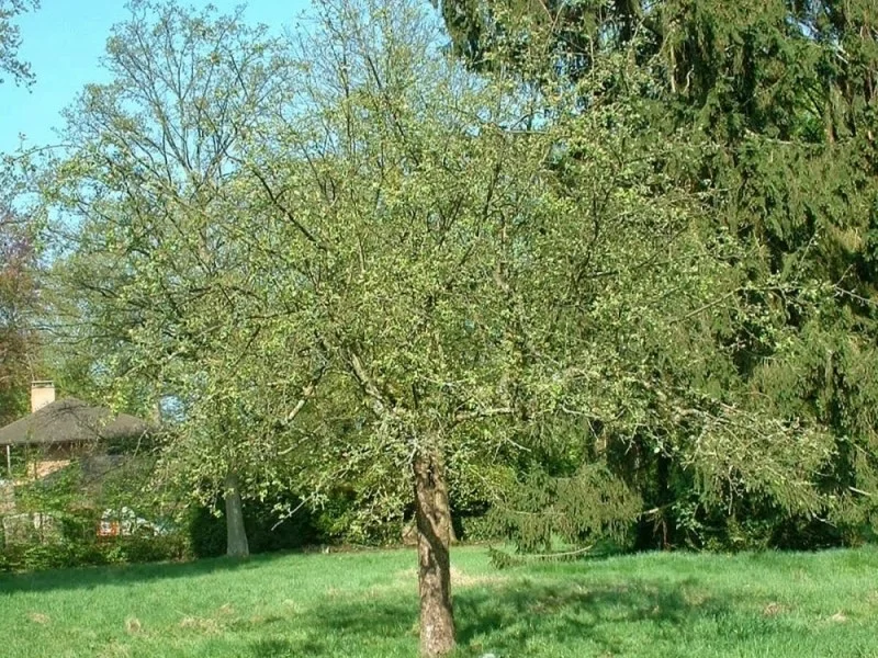 Malus Sylvestris (Wilde Appelboom)