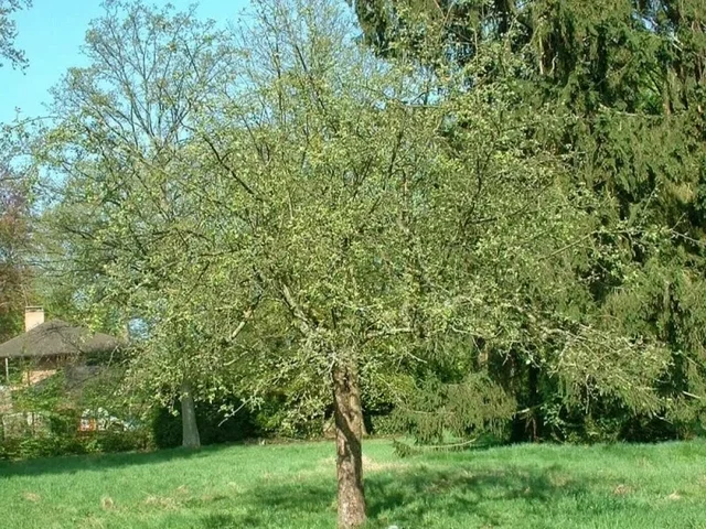 Malus Sylvestris (Wilder Apfelbaum) Malus Sylvestris (Wilder Apfelbaum)