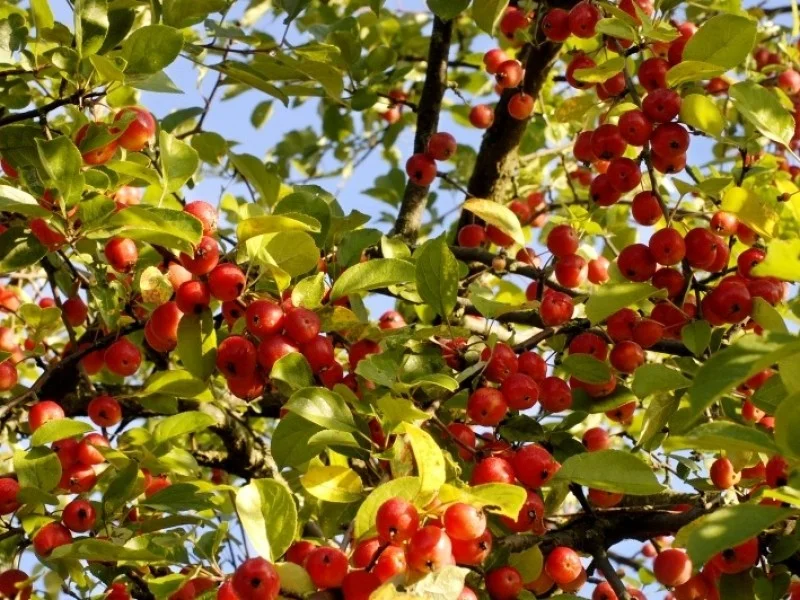 Malus Sylvestris (Wilde Appelboom)-2