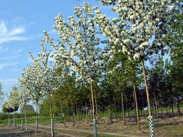 Malus Red Sentinel (Zierapfel)