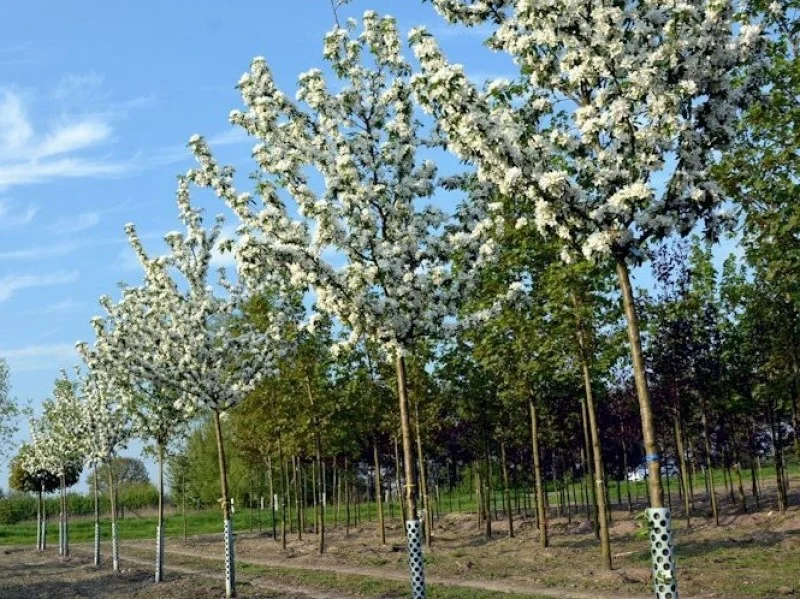 Malus Red Sentinel (Sierappel)