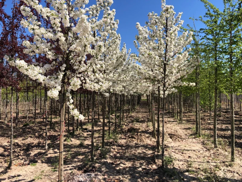Malus Red Sentinel (Sierappel)-2