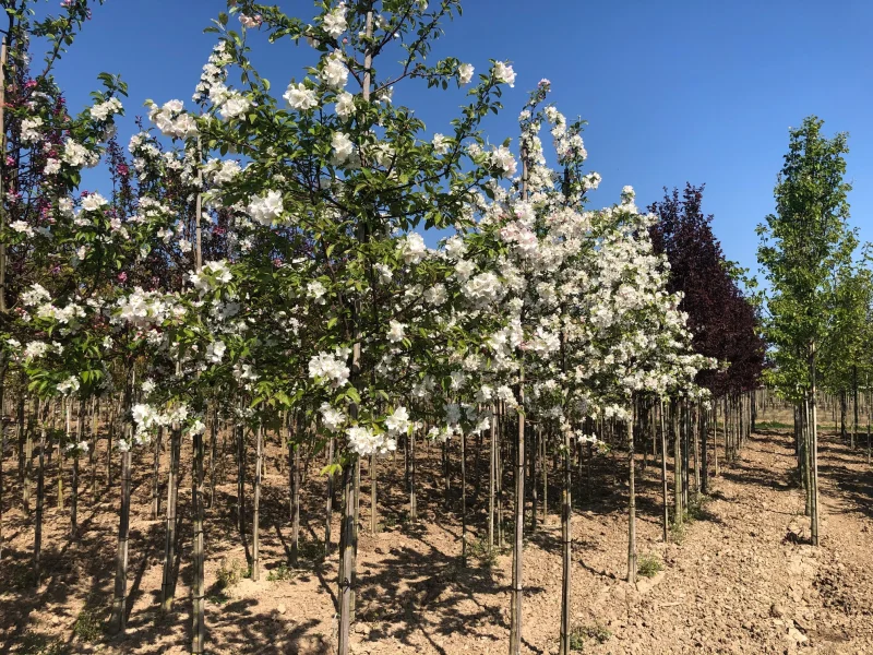 Malus Red Sentinel (Sierappel)-3
