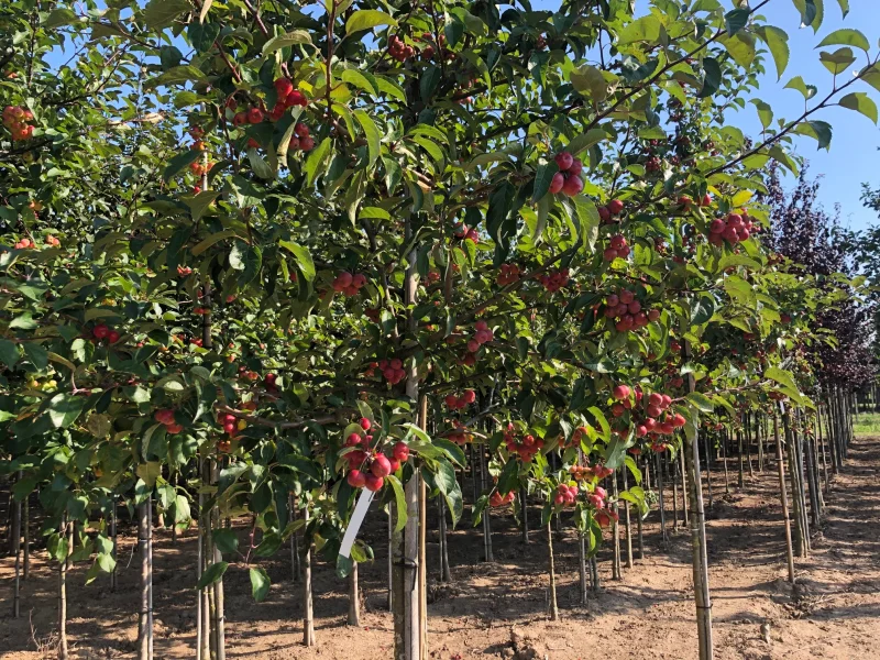 Malus Red Sentinel (Sierappel)-4