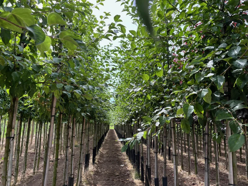 Malus Red Sentinel (Sierappel)-5