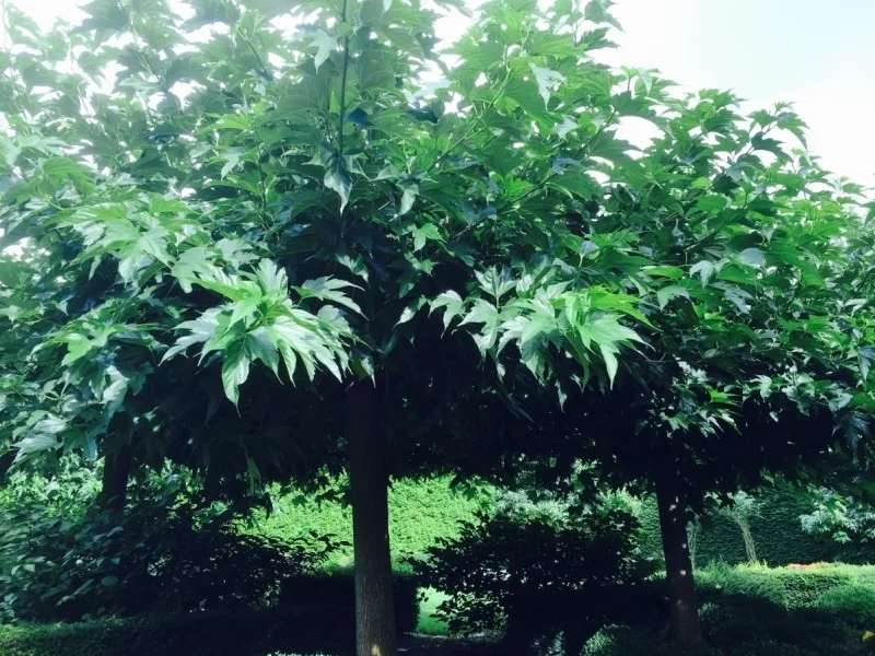 Morus Alba (Witte Moerbei)-2