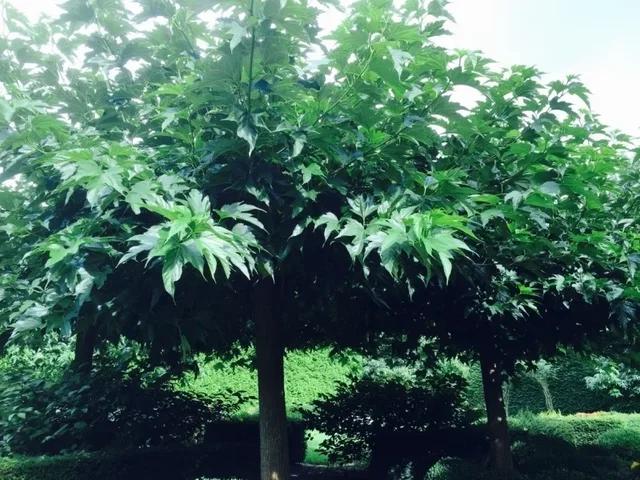 Morus Alba (Weiße Maulbeere)