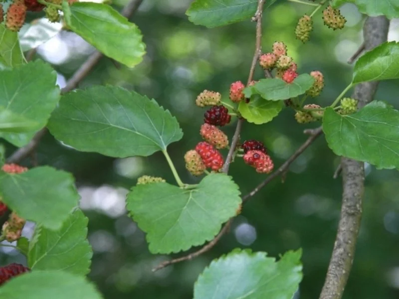 Morus Alba (Witte Moerbei)-3