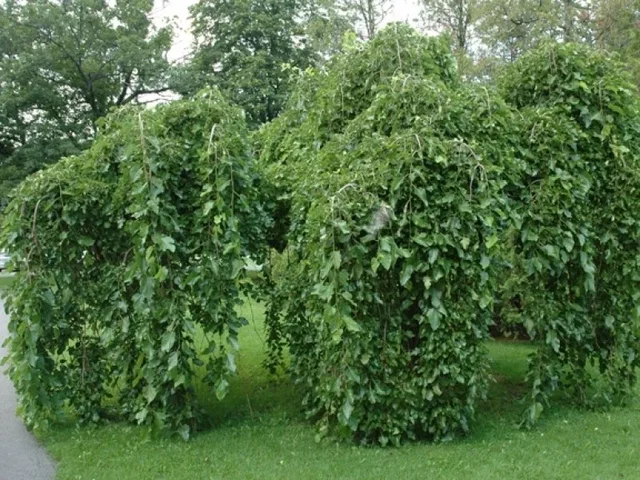 Morus Alba Pendula (Weiße Hängemaulbeere)