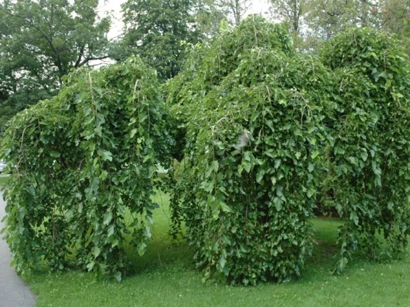 Morus Alba Pendula (Witte Moerbei)