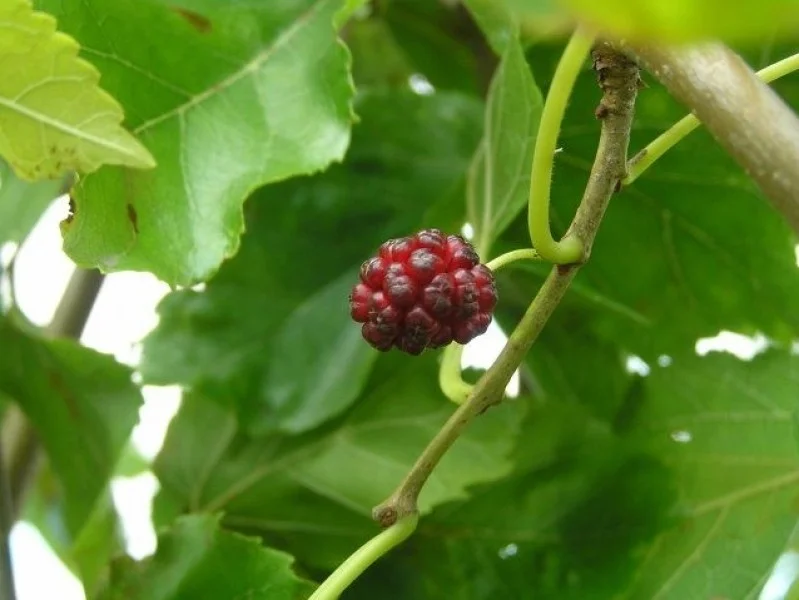 Morus Alba Pendula (Witte Moerbei)-2