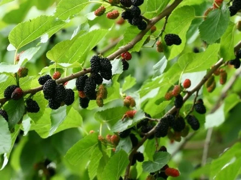 Morus Nigra (Zwarte Moerbei)
