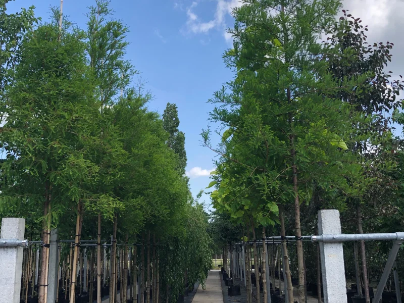 Metasequoia Glyptostroboides (Watercipres)-2