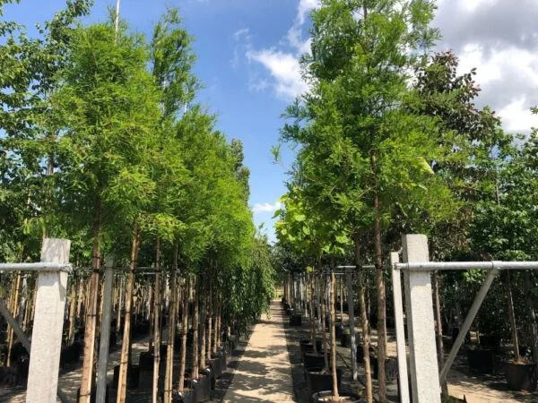 Metasequoia Glyptostroboides (Watercipres)-3