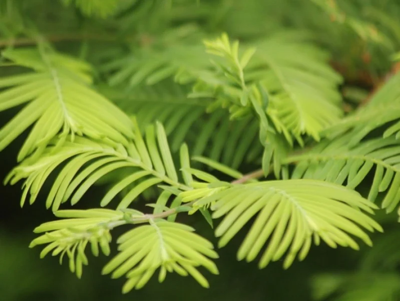 Metasequoia Glyptostroboides (Watercipres)-4