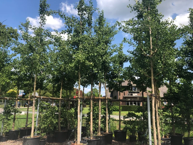 Ginkgo Biloba (Japanse Notenboom)-1