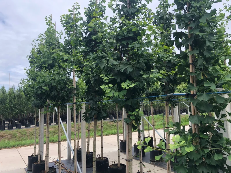 Ginkgo Biloba (Japanse Notenboom)-2