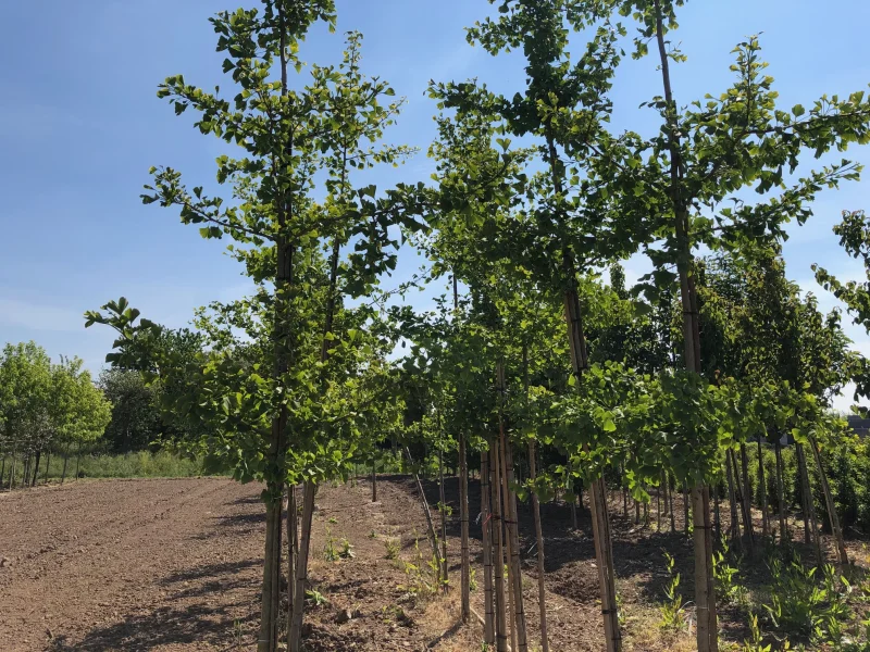 Ginkgo Biloba (Japanse Notenboom)-3
