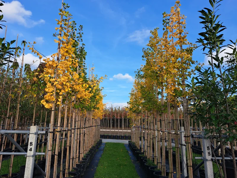 Ginkgo Biloba (Japanse Notenboom)-4