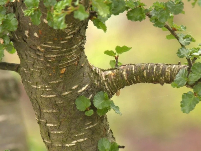 Nothofagus Antarctica (Schijnbeuk)-3