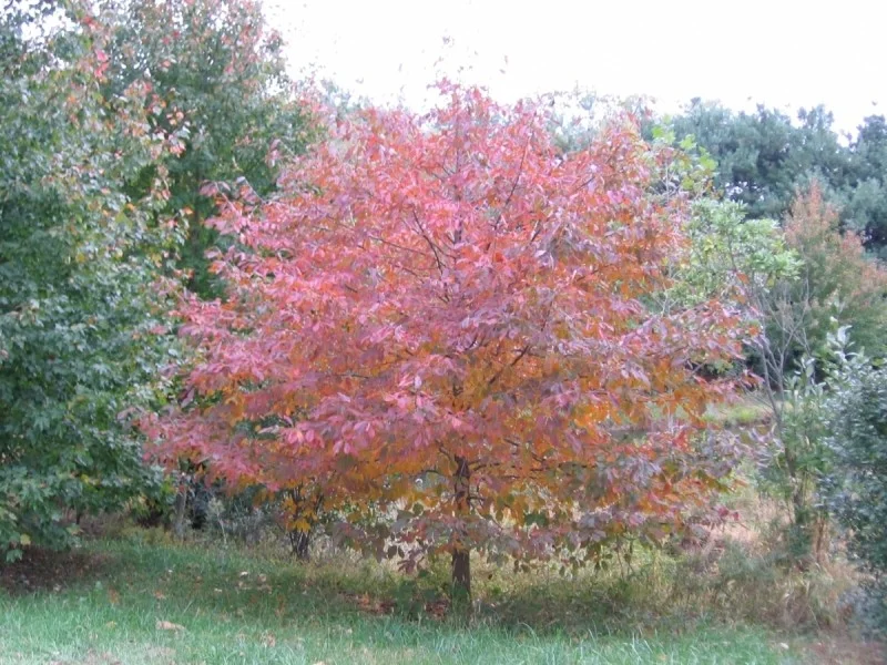 Nyssa Sylvatica (Zwarte Tupeloboom)-2