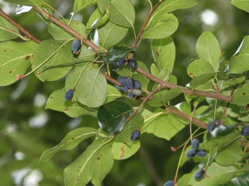Nyssa Sylvatica (Zwarte Tupeloboom)-3