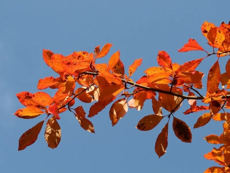 Nyssa Sylvatica (Zwarte Tupeloboom)-4